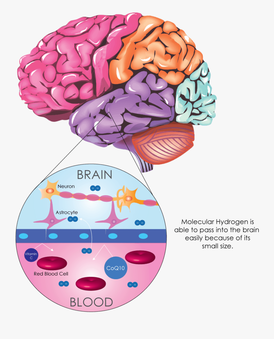 Human Brain Images Hd, Transparent Clipart