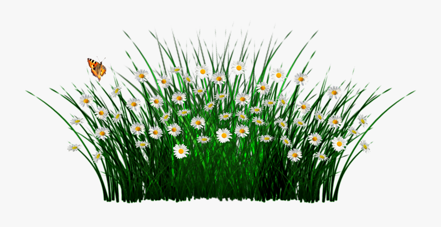 Field Clipart Field Wildflower, Transparent Clipart