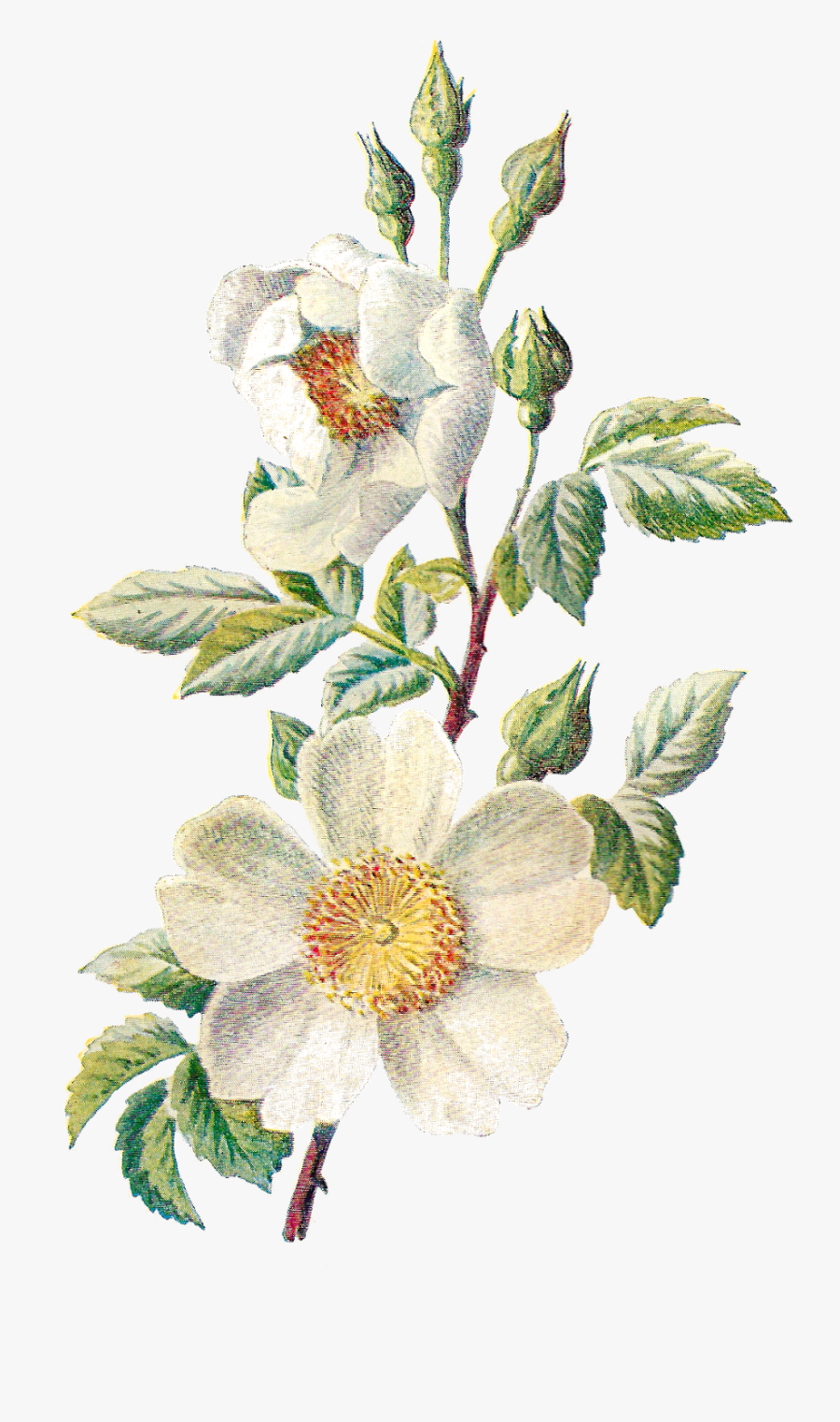 Antique Images Stock Botanical - Vintage Flower Illustration Png, Transparent Clipart