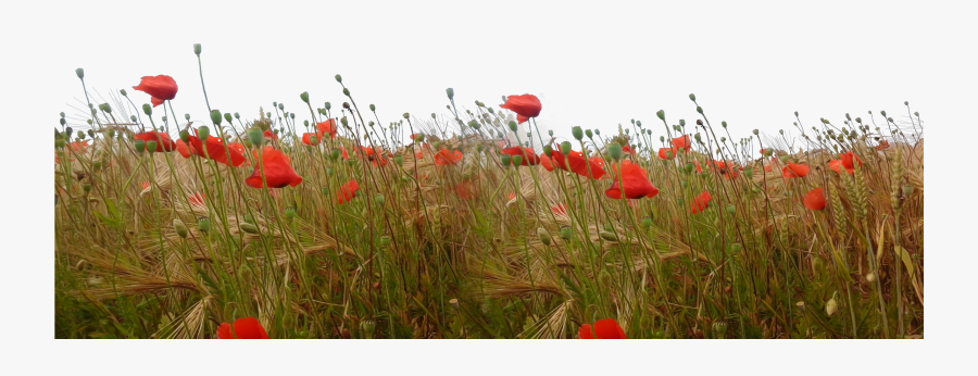 #ftesticker #flowers #wildflowers #flowersfield #feild - Corn Poppy, Transparent Clipart