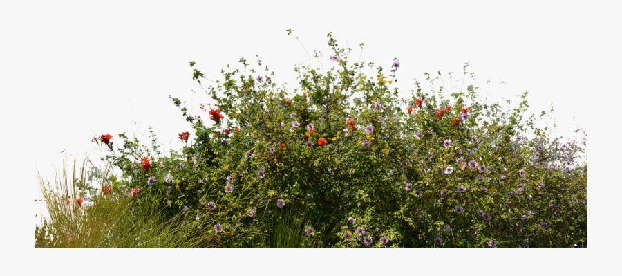Transparent Plants Png - Flower Transparent Background Plant Png, Transparent Clipart