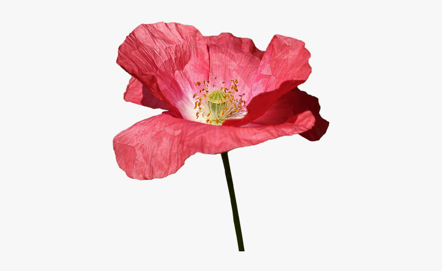 Red, Transparent Clipart