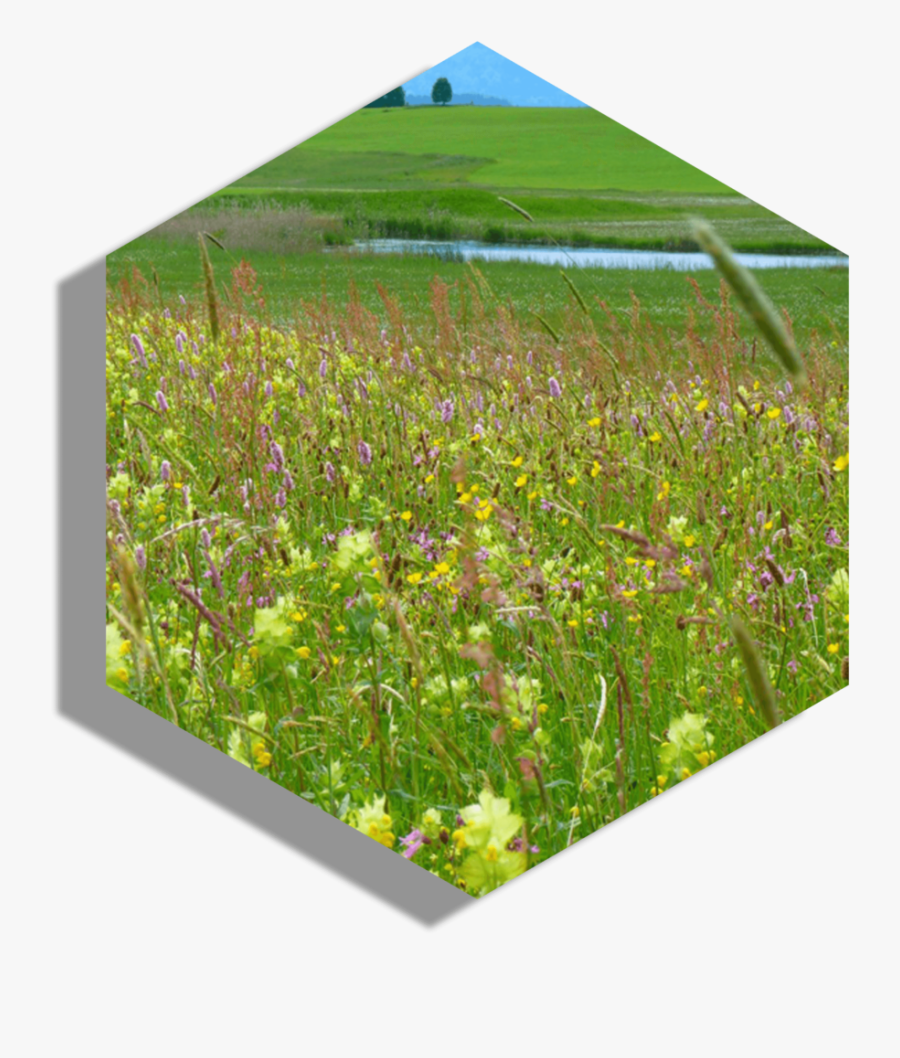 Klappertopf Wiese, Transparent Clipart