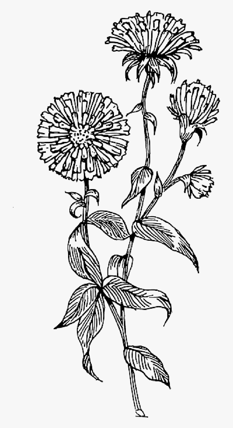 Wildflowers Drawing Arm - Black Flower Outline Png, Transparent Clipart