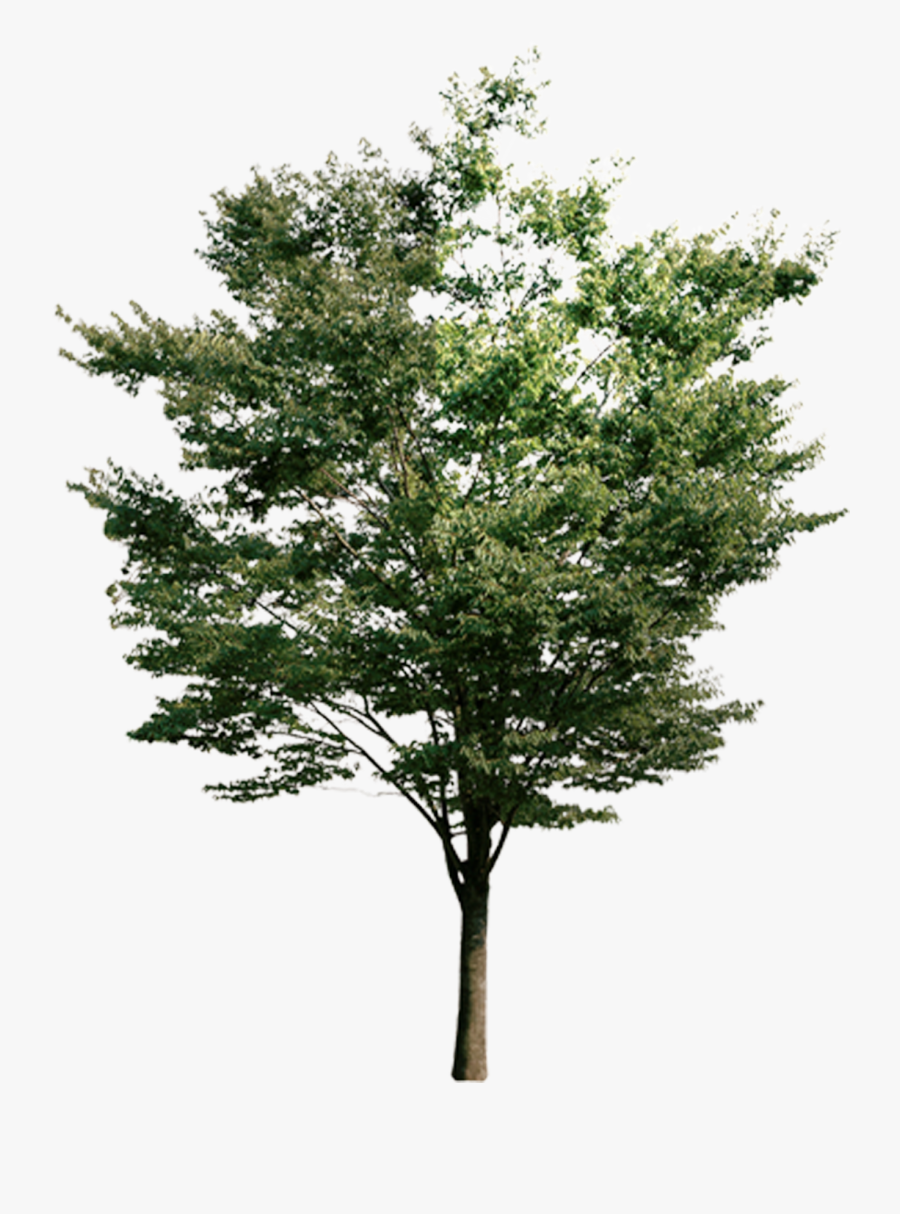 On Resource Look Tree Trees Down Euclidean Clipart - Tree, Transparent Clipart