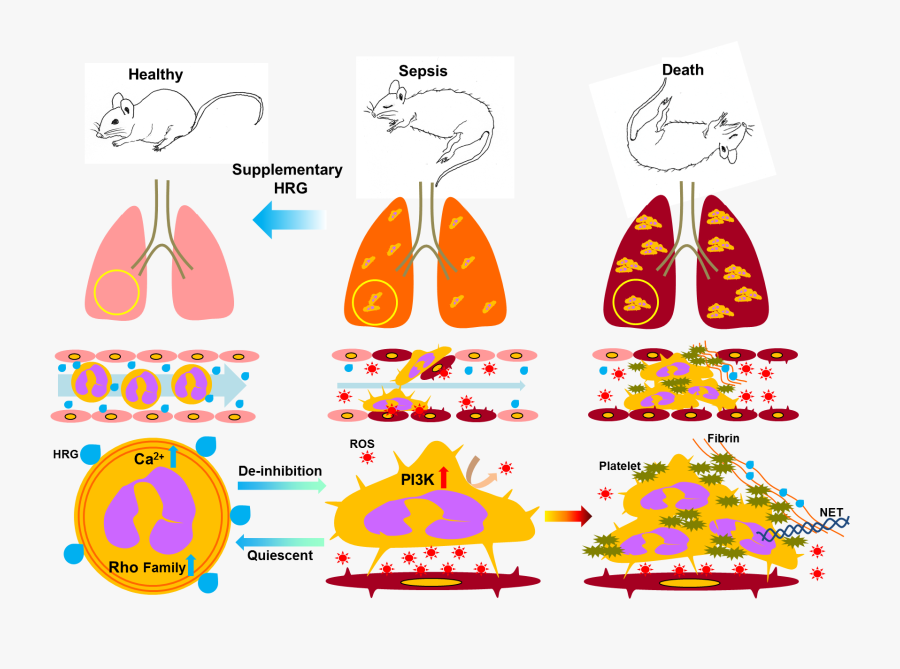 Histidine And Inflammation, Transparent Clipart