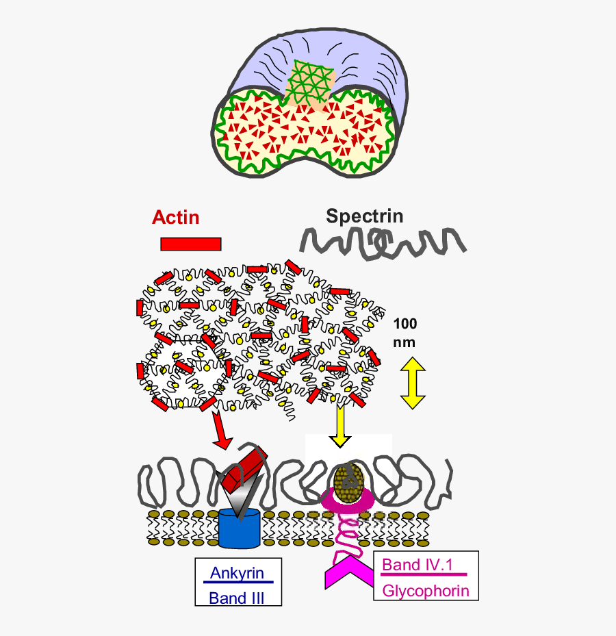 Composite Shell Of The Red Blood Cell As Most Simple, Transparent Clipart