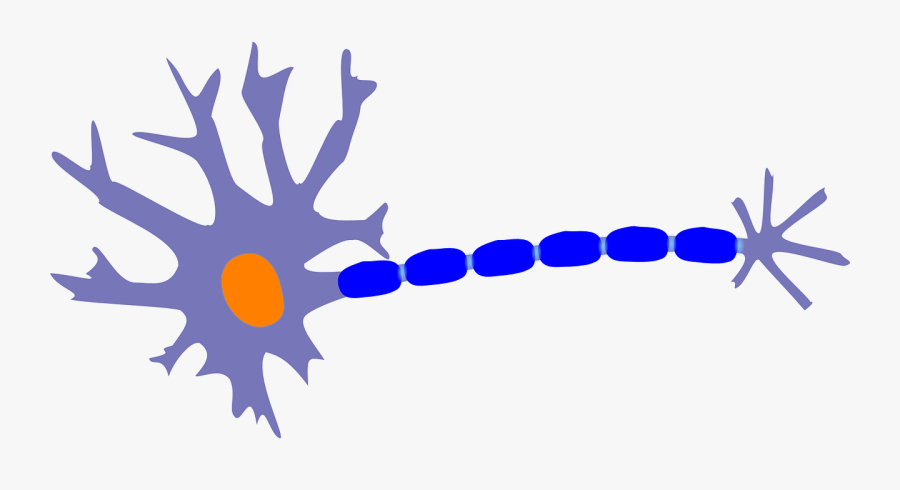 Gallery Img - Neuron Clipart Transparent, Transparent Clipart