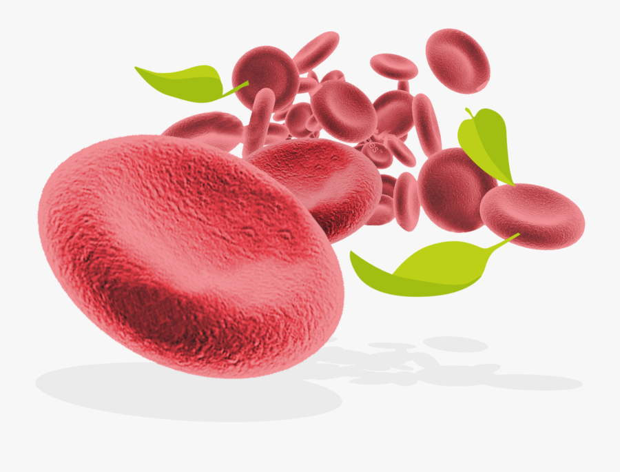 Red Blood Cells And Leaves - Red Blood Cells Png, Transparent Clipart