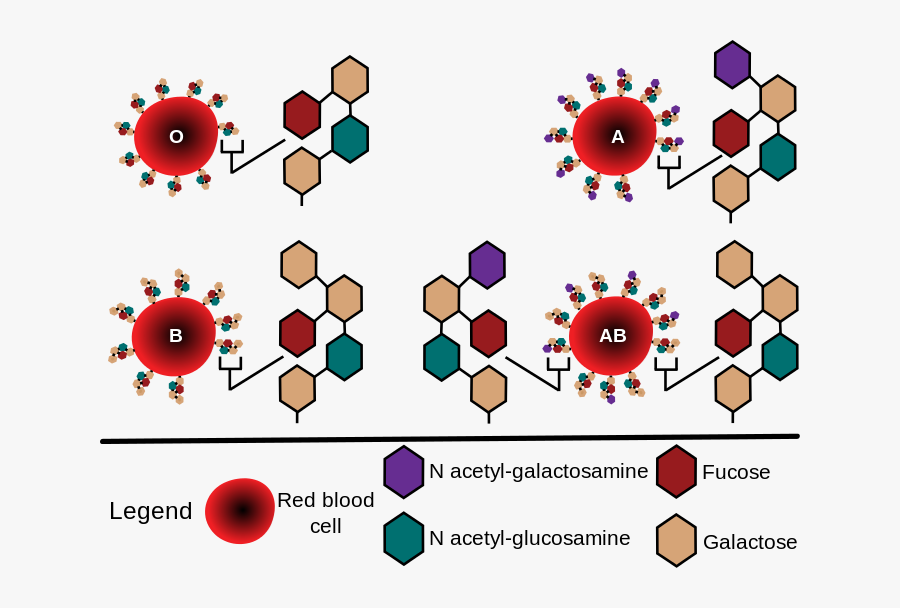 Abo Blood Group Antigens, Transparent Clipart