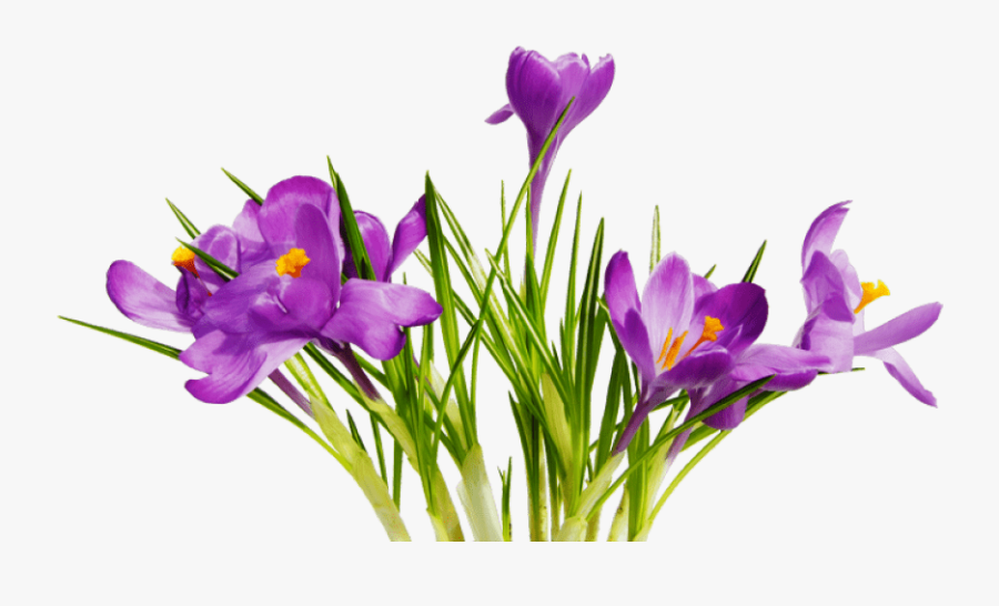 Coolest Transparent Flower Clipart Flowers And Ribbon - Png Images With Transparent Background Flowers, Transparent Clipart