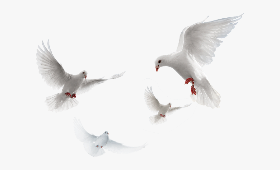 Doves Clipart Merpati - Pigeon Png, Transparent Clipart