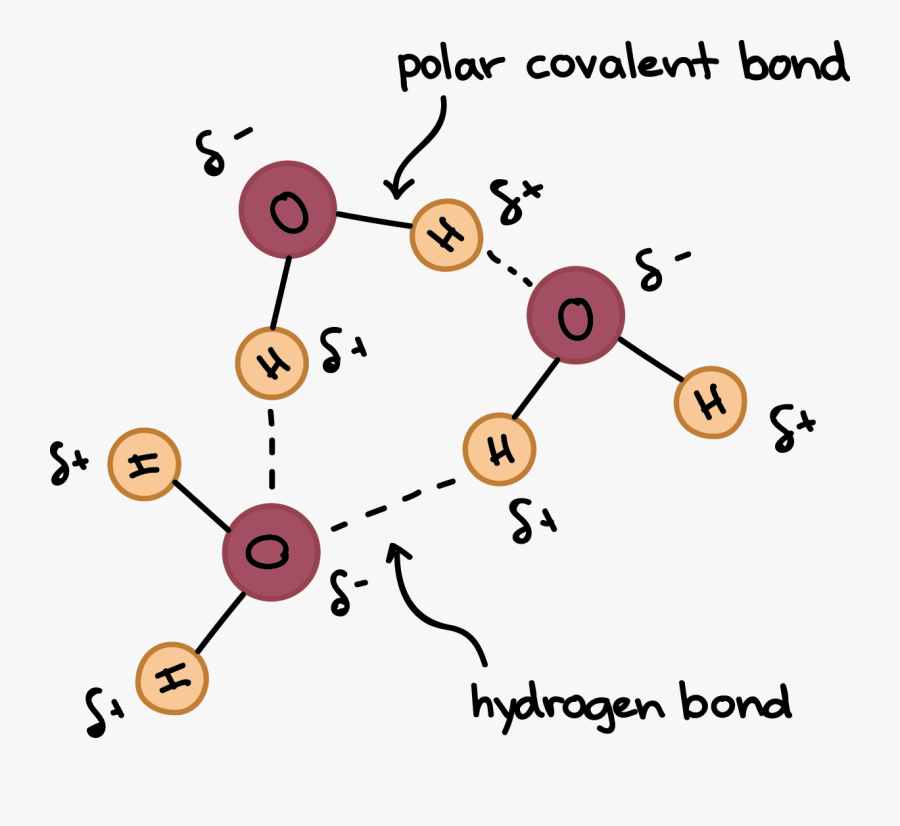 Transparent Water Molecule Clipart - Hydrogen Bonds Between Adjacent Molecules, Transparent Clipart