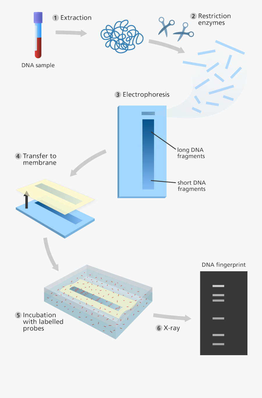 Transparent Fingerprints Png - Dna Parmak Izi Yöntemi, Transparent Clipart