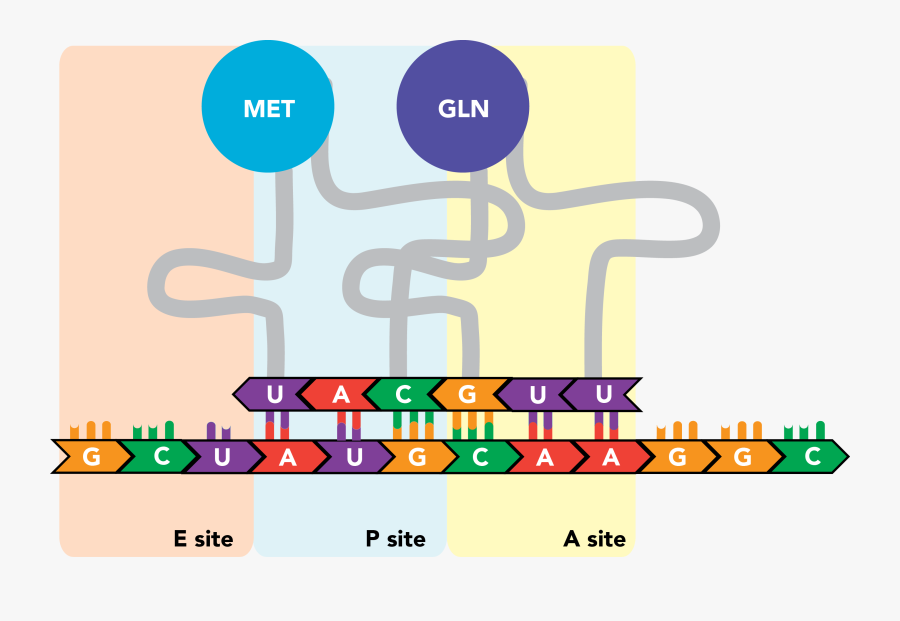 Graphic Design, Transparent Clipart