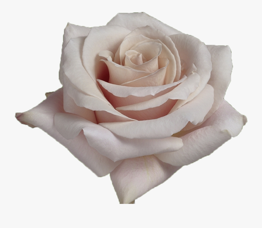 White Rose Petals Png -quicksand - Quicksand Rose, Transparent Clipart