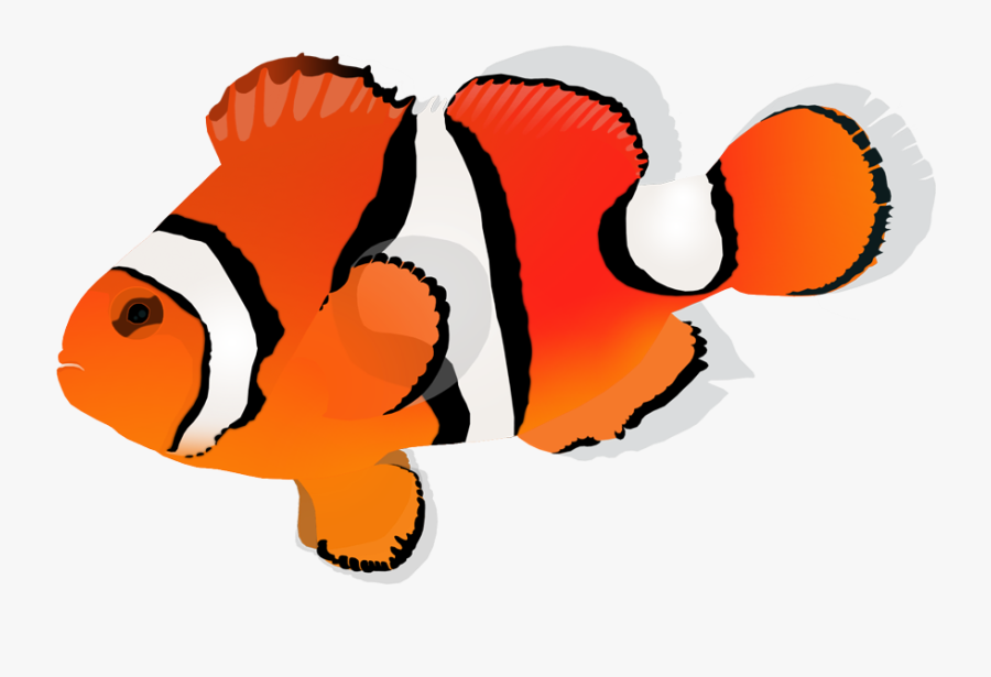 Orange Clownfish - Coral Reef Fish, Transparent Clipart