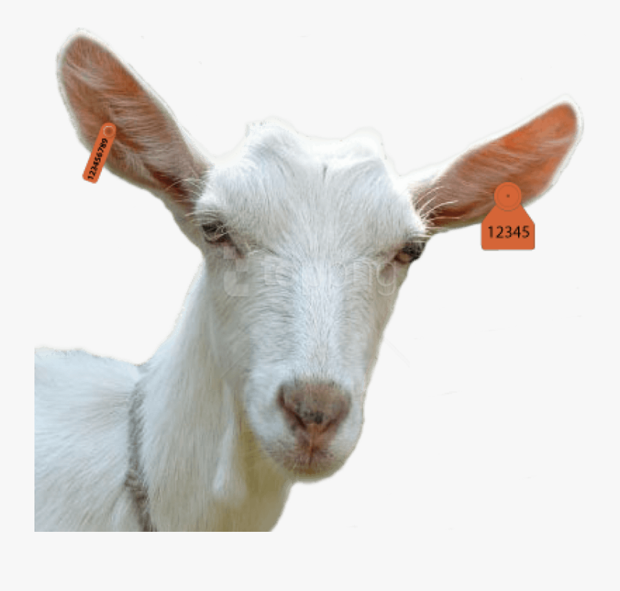 Goat Head Png, Transparent Clipart