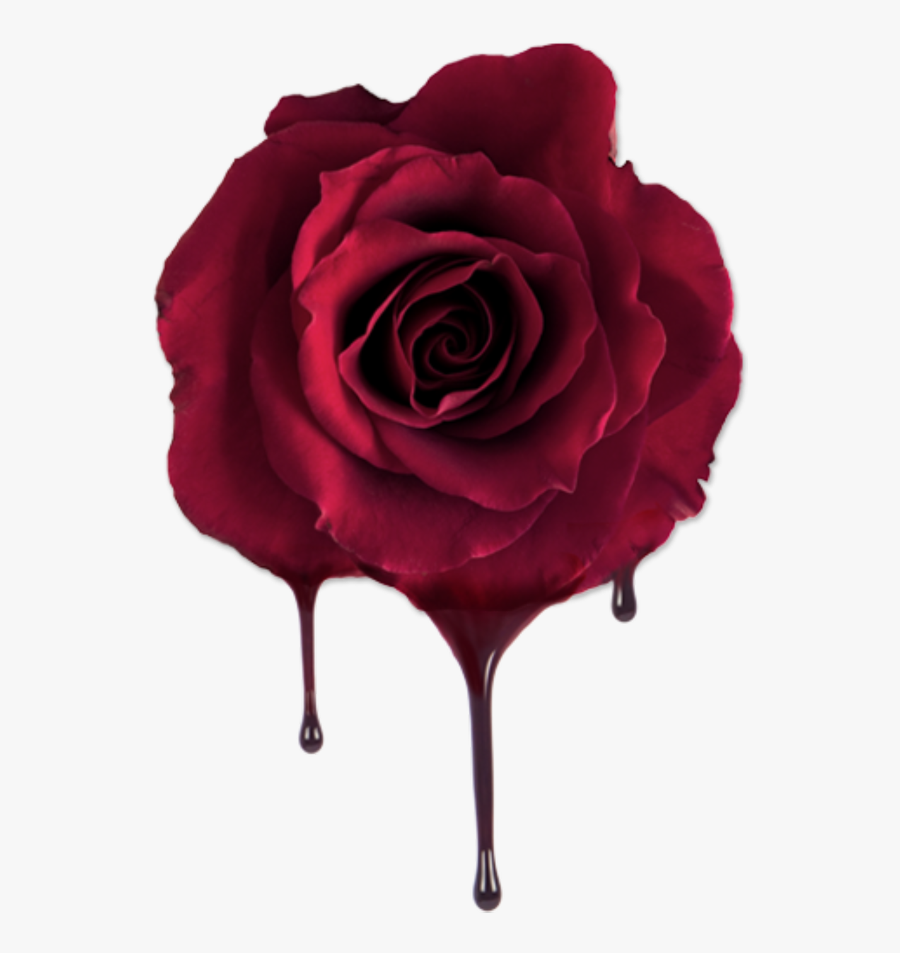 #bleeding Rose - Bleeding Rose, Transparent Clipart