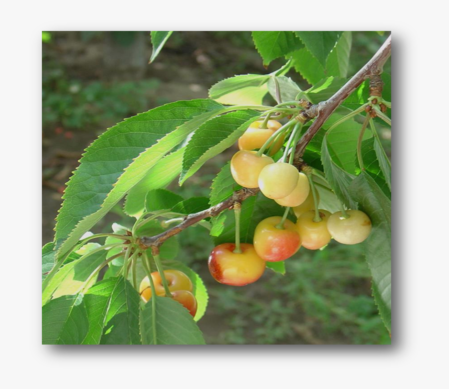 Transparent Fruit Tree Png - Phytoplasma On Cherry, Transparent Clipart
