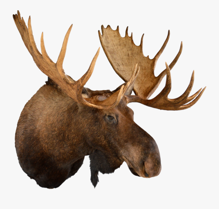 Transparent Moose Antlers Png - Animal Head Trophy Png, Transparent Clipart