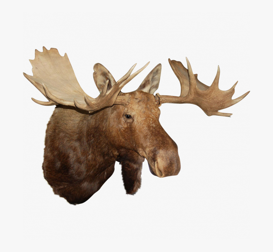 Transparent Theodore Roosevelt Clipart - Moose Head Transparent Background, Transparent Clipart