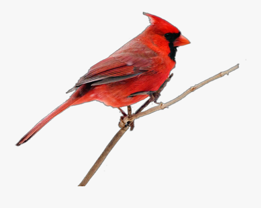 #cardinal, #bird - Northern Cardinal , Free Transparent Clipart