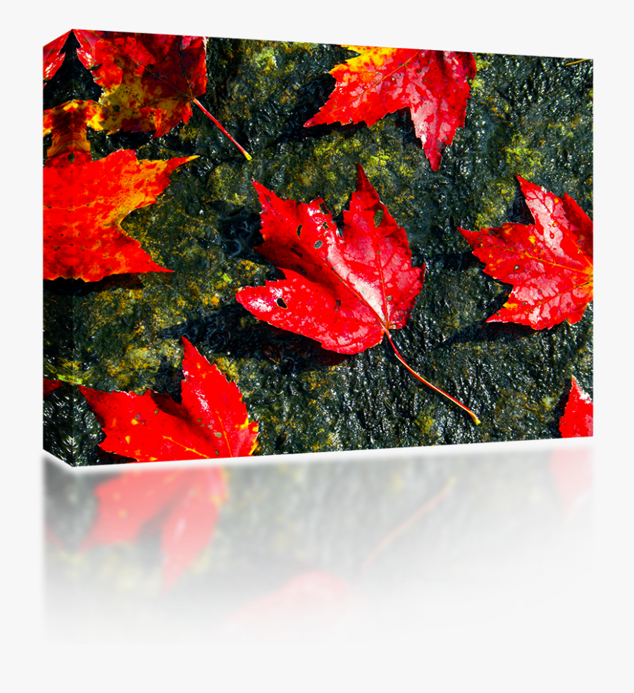 Fall Foliage - Maple Leaf, Transparent Clipart