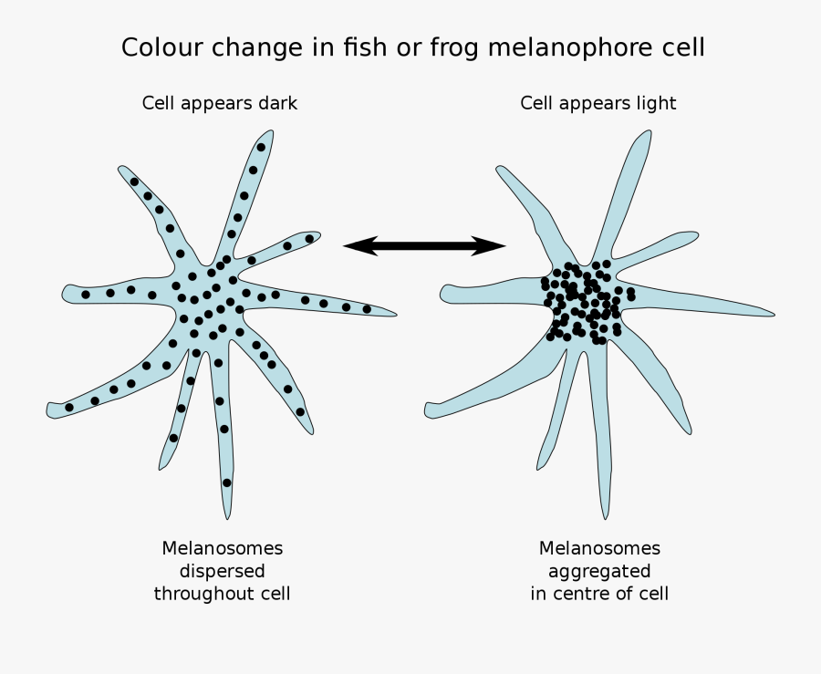 Transparent Light Shine Png - Chameleon Chromatophores, Transparent Clipart