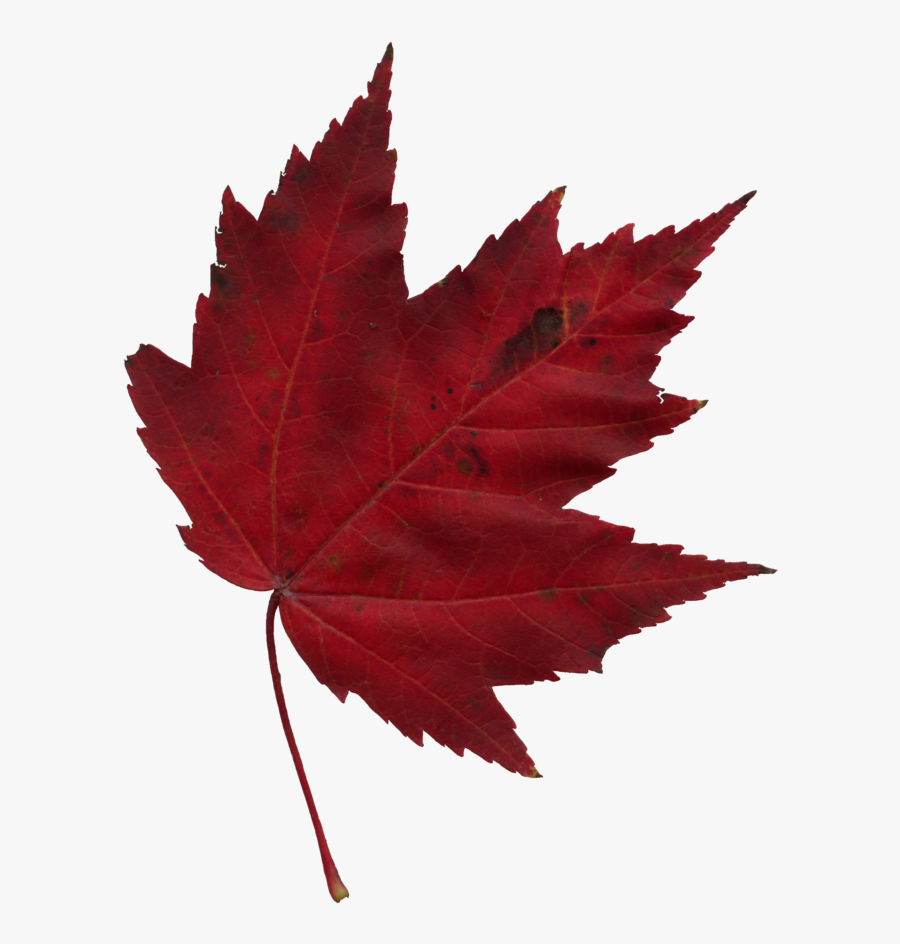 Japanese Transparent Maple Leaf - Transparent Japanese Maple Leaf, Transparent Clipart