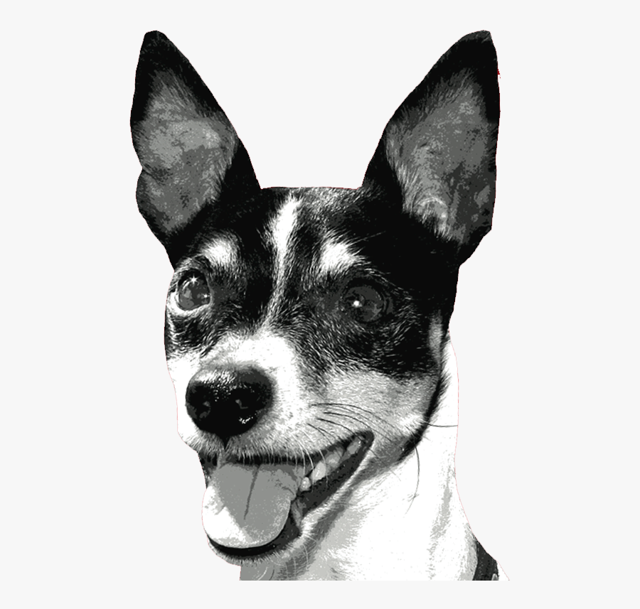 Rat Terrier Miniature Fox Terrier Toy Fox Terrier Tenterfield - Toy Fox Terrier, Transparent Clipart