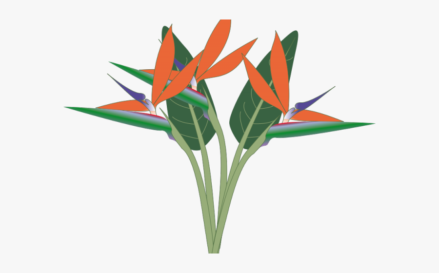 Birds Of Paradise Png, Transparent Clipart