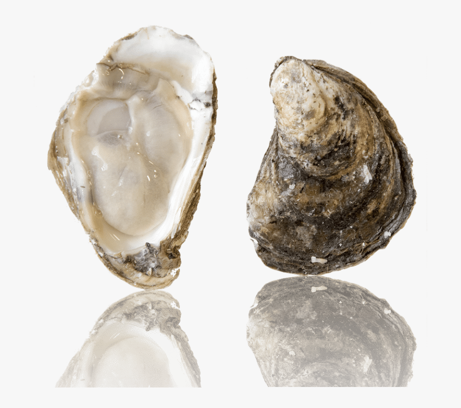 Barcat Oysters - Chesapeake Bay Oyster, Transparent Clipart