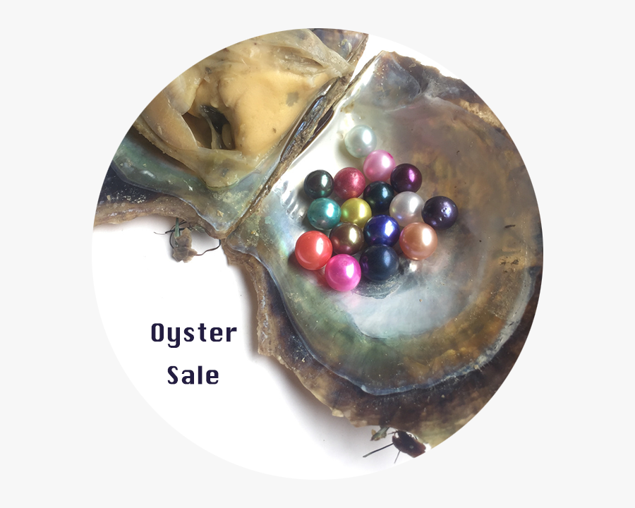 Saltwater Oyster Pearls, Transparent Clipart