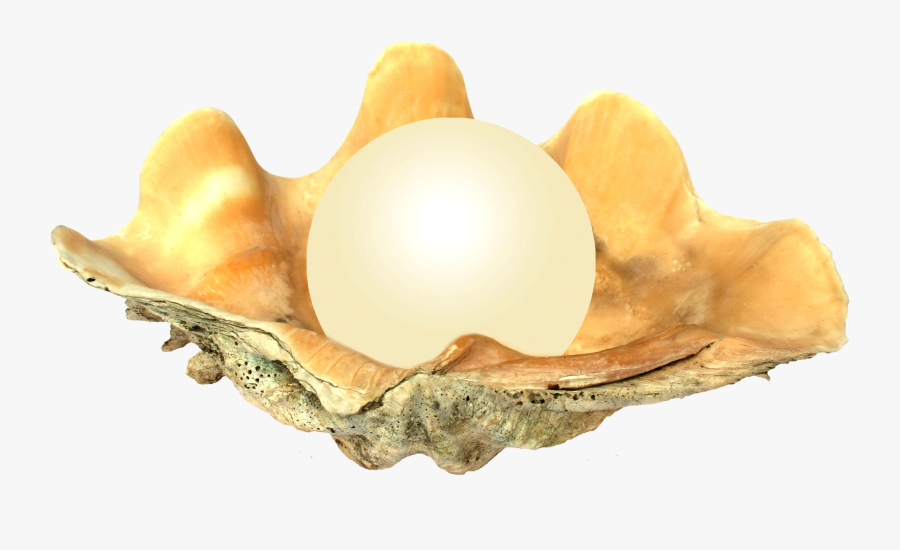 Pearl In Oyster, Transparent Clipart