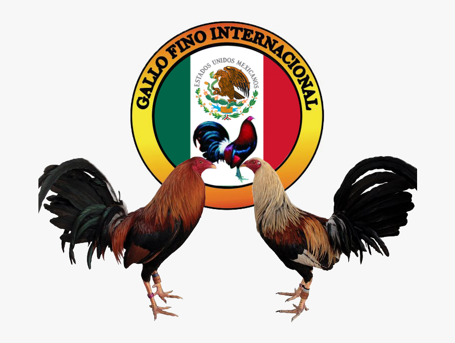 Gamecock Asil Chicken Cockfight Logo Painting - Logos Gallos De Pelea, Transparent Clipart