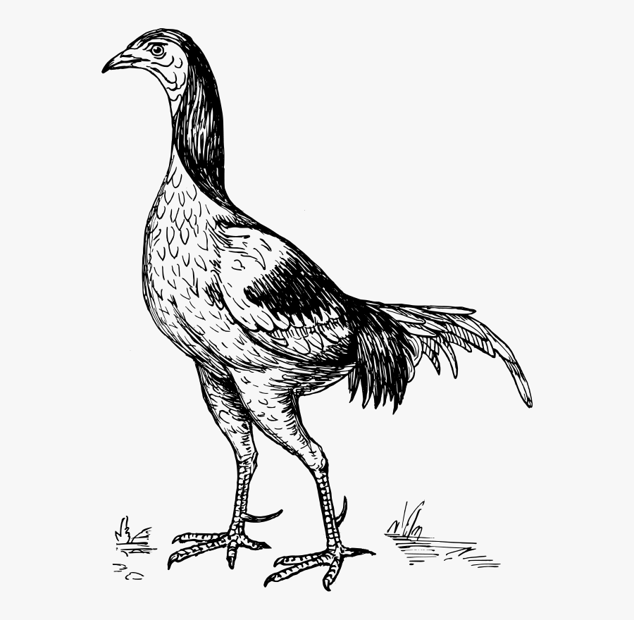 Free Vector Game Cock, Transparent Clipart