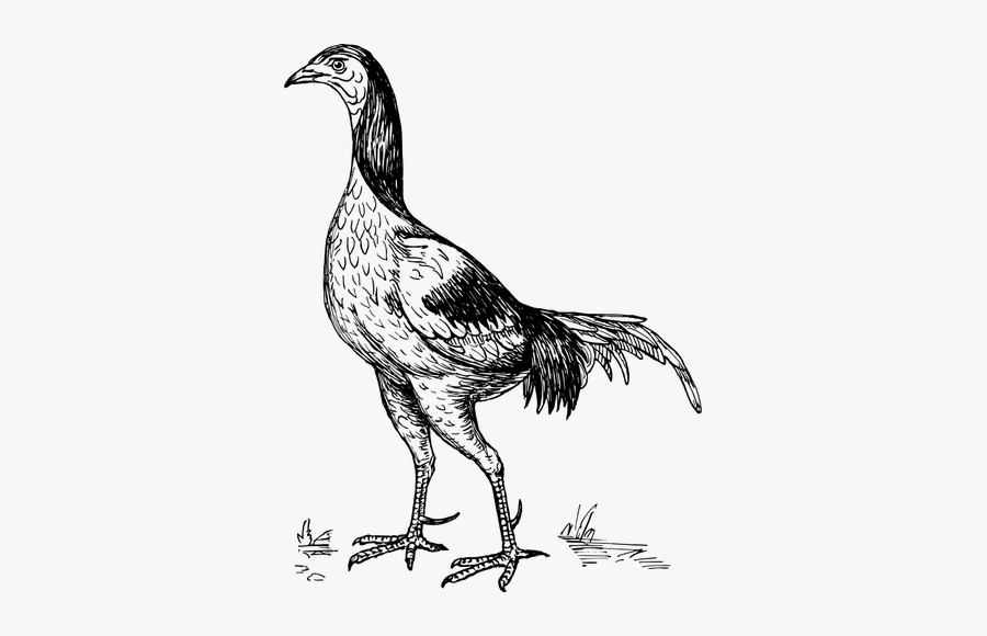 Game Cock - วาด รูป ไก่ ผู้, Transparent Clipart