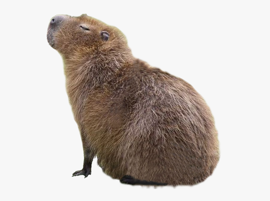 Capybara Png Vector, Clipart, Psd - Capybara Png, Transparent Clipart