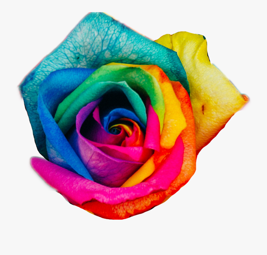 Transparent Rainbow Rose Png - Galaxy Rainbow Rose, Transparent Clipart