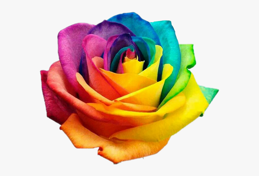 #rose #roses #rainbow #rainbowrose #flower #flowers - International Day Against Homophobia 2018, Transparent Clipart