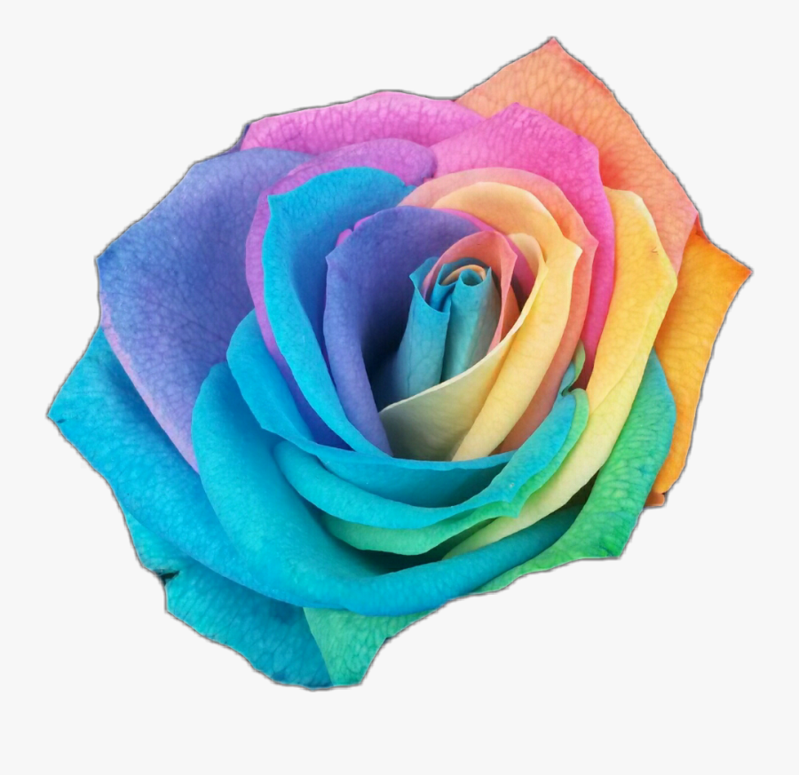 #rose #rosesticker #rainbow #rainbowrose #color #flowerstickers - Rainbow Colored Transparent Rose, Transparent Clipart