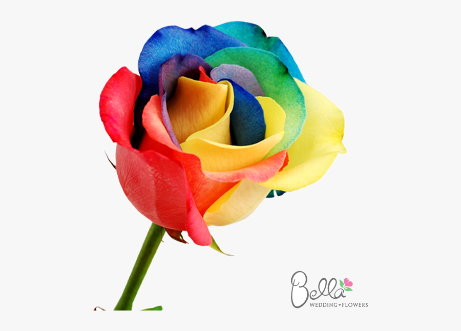 Multicolor Rose Flower Png, Transparent Clipart