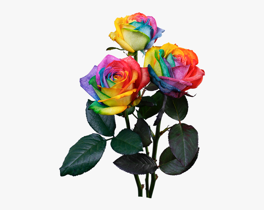 Rainbow Rose - Rainbow Rose Png, Transparent Clipart