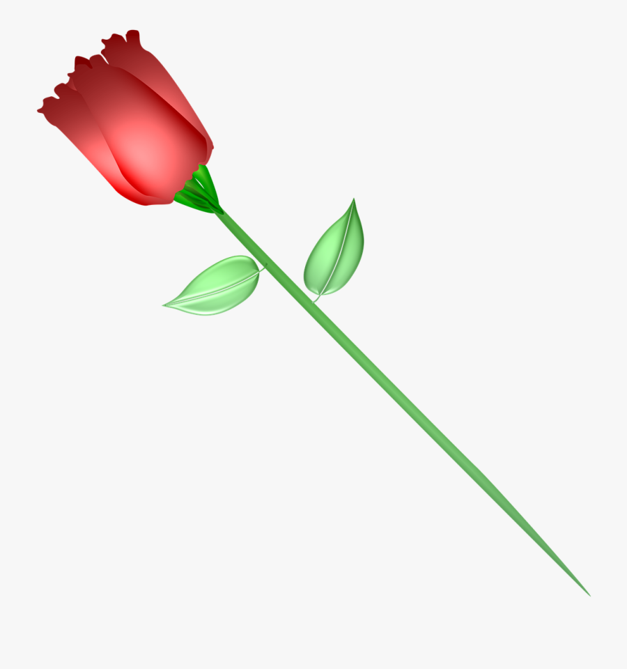 Transparent Red Rose Png - Rose, Transparent Clipart