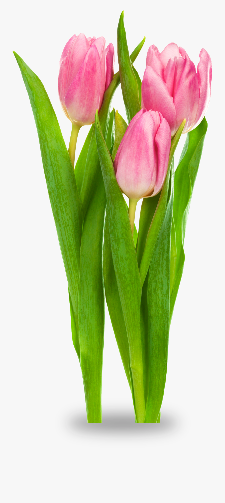 Indira Gandhi Memorial Tulip Garden Tulipa Gesneriana - Tulip Flower No Background, Transparent Clipart