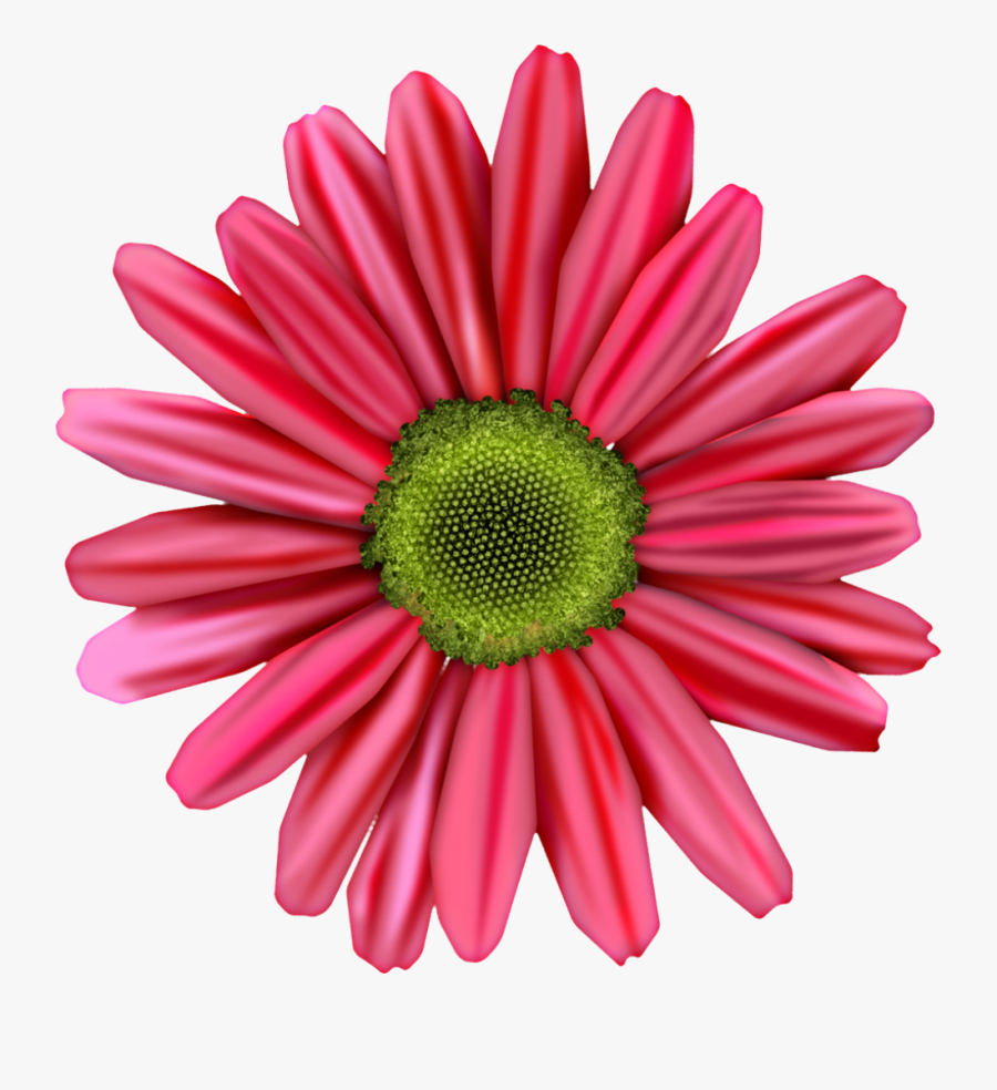 Barberton Daisy, Transparent Clipart