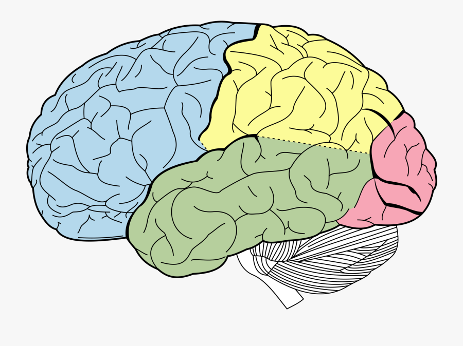 Brain Clipart Cerebral - Lobes Of The Brain Unlabeled, Transparent Clipart