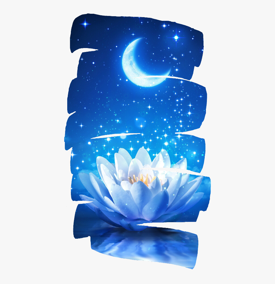 Scwaterlilies Waterlilies Freetoedit - Blue Lotus, Transparent Clipart