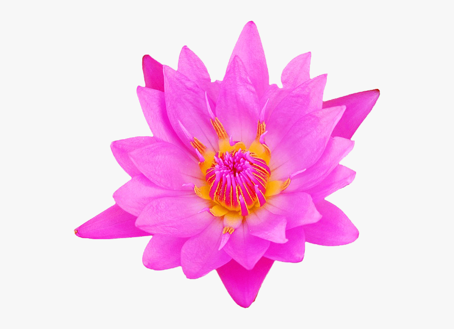 Lotus Flower Image Maker - Water Lily, Transparent Clipart